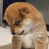 🐶🐕🦴PERRITOS | DOGS🦴🐕🐶 12