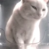 🐈‍⬛🐱🧶 GATOS | CATS 🧶🐱🐈‍⬛ 8