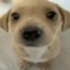 Memes cachorro 5