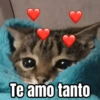 Memes - gatos bebes 🐱💕😂 11