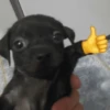 Memes cachorro 6