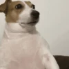 Memes cachorro 7