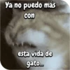 FuNnY MeMes con texto ✨ 7