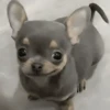 🐶🐕🦴PERRITOS | DOGS🦴🐕🐶 15