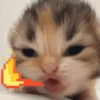 🐈‍⬛🐱🧶 GATOS | CATS 🧶🐱🐈‍⬛ 10