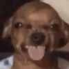 Memes cachorro 8
