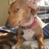 🐶🐕🦴PERRITOS | DOGS🦴🐕🐶 16
