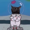 🐈‍⬛🐱🧶 GATOS | CATS 🧶🐱🐈‍⬛ 11
