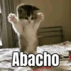 Memes - gatos bebes 🐱💕😂 13