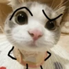 🐈‍⬛🐱🧶 GATOS | CATS 🧶🐱🐈‍⬛ 12