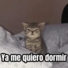 Memes - gatos bebes 🐱💕😂 14