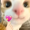 🐈‍⬛🐱🧶 GATOS | CATS 🧶🐱🐈‍⬛ 13