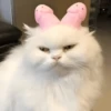 🐈‍⬛🐱🧶 GATOS | CATS 🧶🐱🐈‍⬛ 14