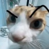 🐱🐈 GATOS 🐈🐱 7