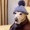 🐶🐕🦴PERRITOS | DOGS🦴🐕🐶 18