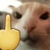 🐱🐈 GATOS 🐈🐱 8