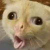 🐈‍⬛🐱🧶 GATOS | CATS 🧶🐱🐈‍⬛ 15