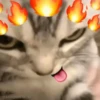 🐈‍⬛🐱🧶 GATOS | CATS 🧶🐱🐈‍⬛ 17