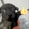 🐶🐕🦴PERRITOS | DOGS🦴🐕🐶 20