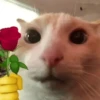🐱🐈 GATOS 🐈🐱 9