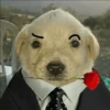 Memes cachorro 10