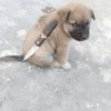 Memes cachorro 11