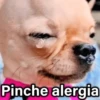 Pinche alergia
