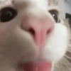 🐱🐈 GATOS 🐈🐱 10