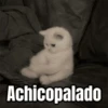 Memes - gatos bebes 🐱💕😂 17