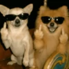 🐶🐕🦴PERRITOS | DOGS🦴🐕🐶 22