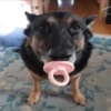 Memes cachorro 12