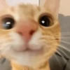 🐱🐈 GATOS 🐈🐱 13