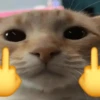 🐱🐈 GATOS 🐈🐱 14