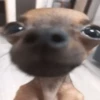 Memes cachorro 13