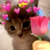 🐈‍⬛🐱🧶 GATOS | CATS 🧶🐱🐈‍⬛ 22