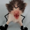 🐈‍⬛🐱🧶 GATOS | CATS 🧶🐱🐈‍⬛ 23
