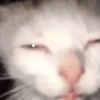 🐈‍⬛🐱🧶 GATOS | CATS 🧶🐱🐈‍⬛ 24