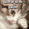 FuNnY MeMes con texto ✨ 18