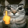 🐈‍⬛🐱🧶 GATOS | CATS 🧶🐱🐈‍⬛ 25