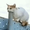 🐈‍⬛🐱🧶 GATOS | CATS 🧶🐱🐈‍⬛ 27