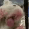 Memes de TikTok🤣🤭 16