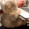 🐈‍⬛🐱🧶 GATOS | CATS 🧶🐱🐈‍⬛ 28
