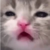 🐈‍⬛🐱🧶 GATOS | CATS 🧶🐱🐈‍⬛ 30