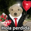 T Hola perdida