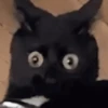 Gatinhos memes 5