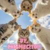 💞🐈MICHIS 😻✨ 9