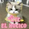 💞🐈MICHIS 😻✨ 10