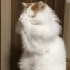 Gatinhos memes 6