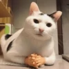 Gatinhos memes 7