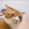 Gatinhos memes 8